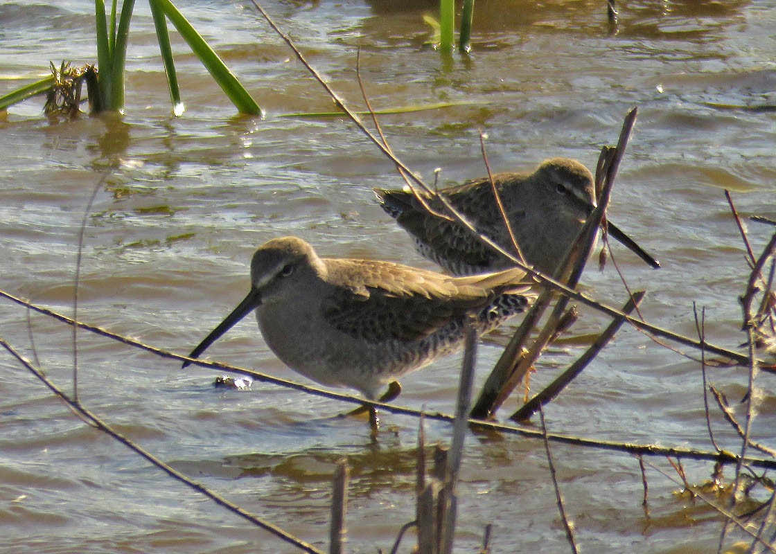 Long-billed Dowitcher - ML43265701