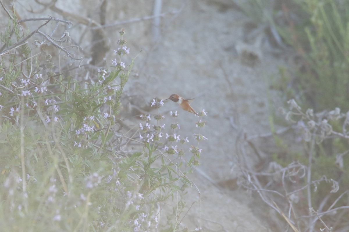 Rufous Hummingbird - ML432659971