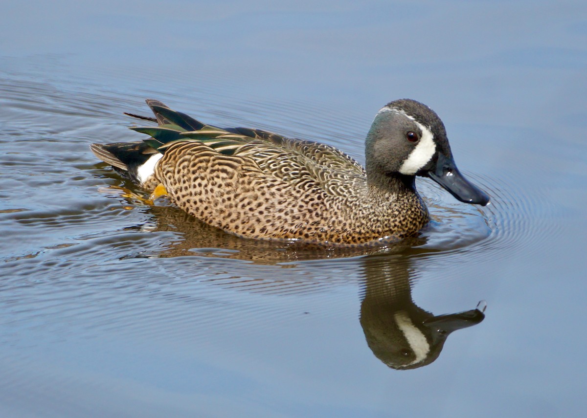 Blue-winged Teal - ML432661781