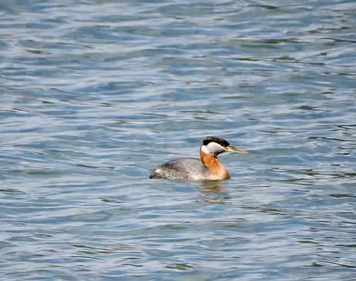 Red-necked Grebe - ML432663221