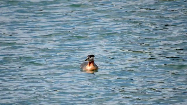 Red-necked Grebe - ML432663291