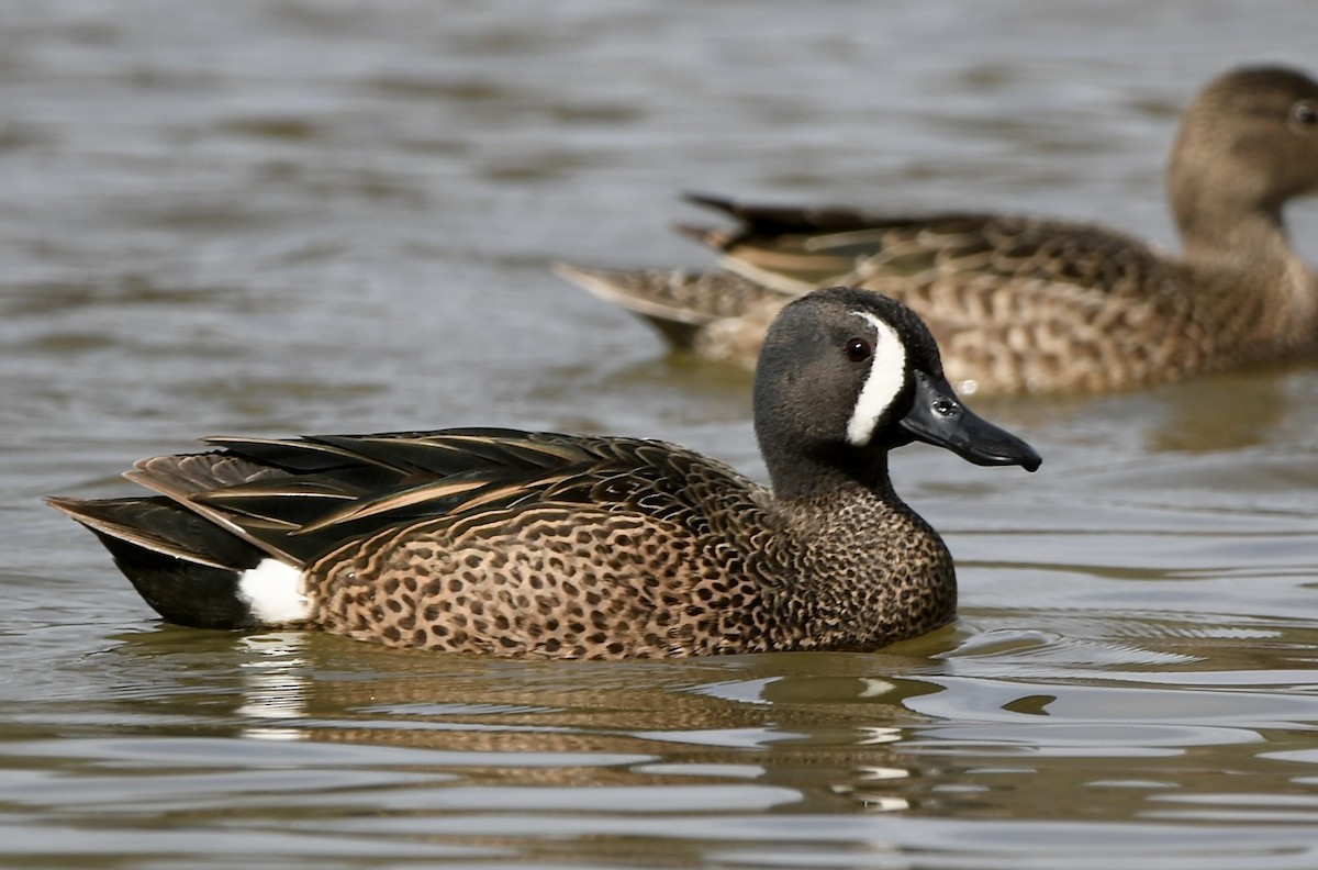 Blue-winged Teal - ML432667031