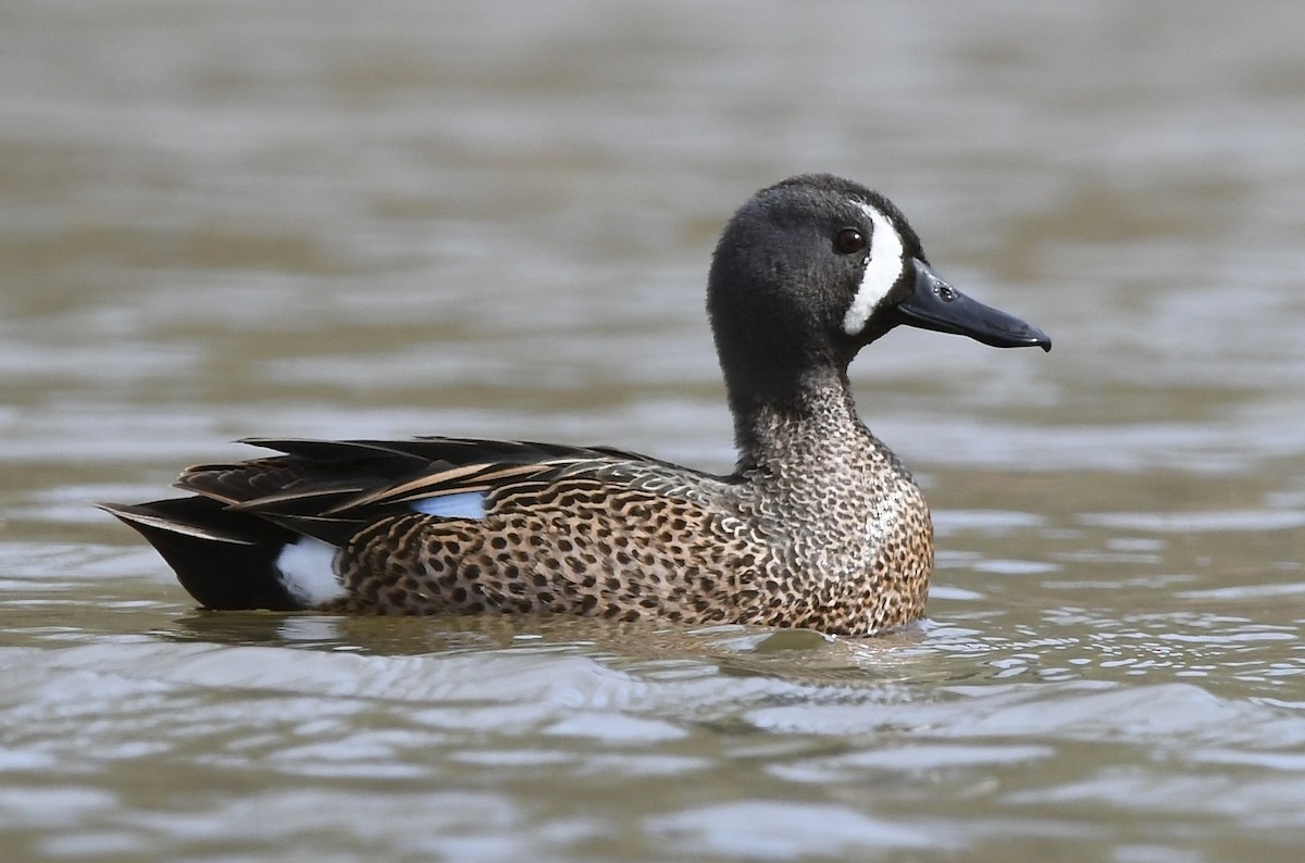 Blue-winged Teal - ML432667051