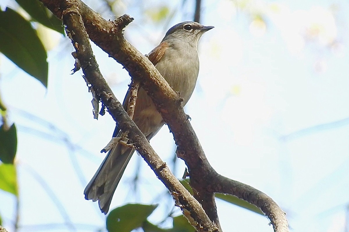 Brown-backed Solitaire - ML432675651