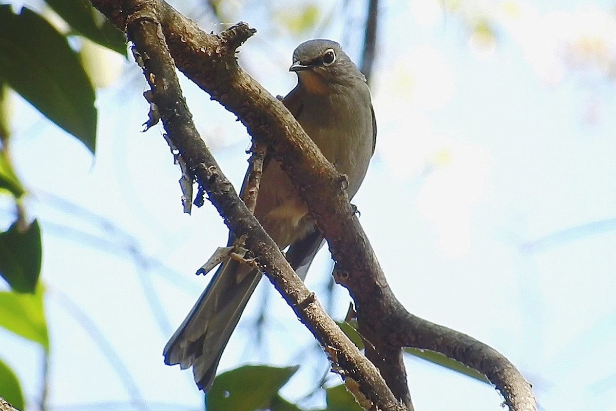 Brown-backed Solitaire - ML432676831