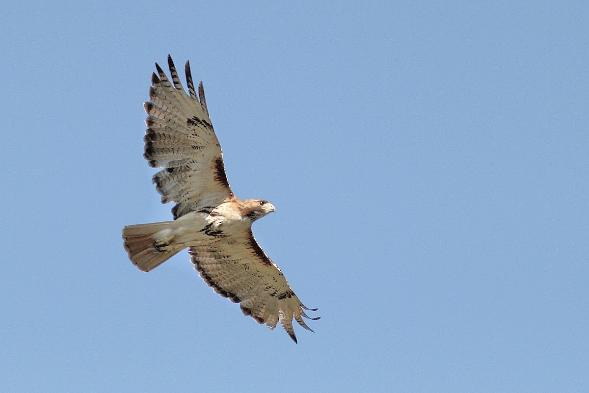 Red-tailed Hawk (umbrinus) - ML43267721