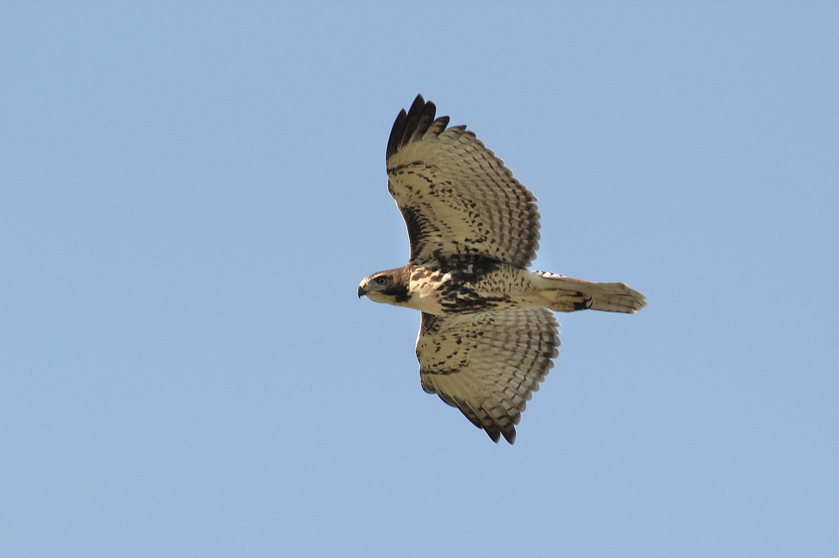 Red-tailed Hawk (umbrinus) - ML43267781