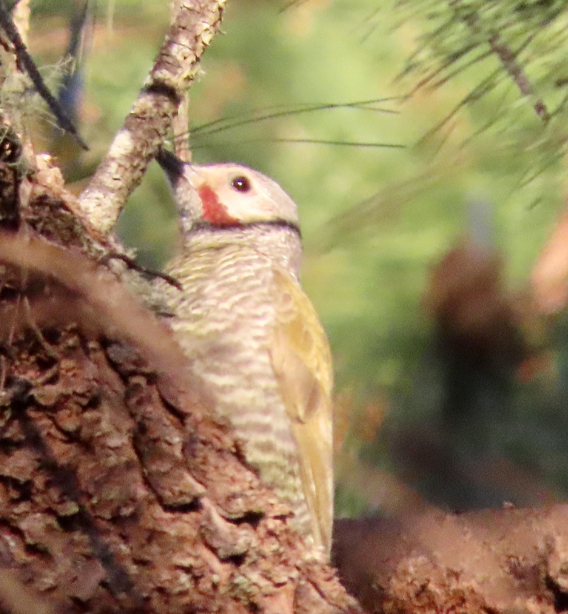 Gray-crowned Woodpecker - ML432688761