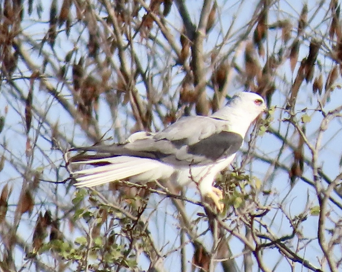White-tailed Kite - ML432694661