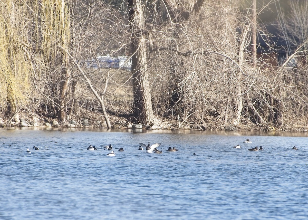 Greater Scaup - ML432703841