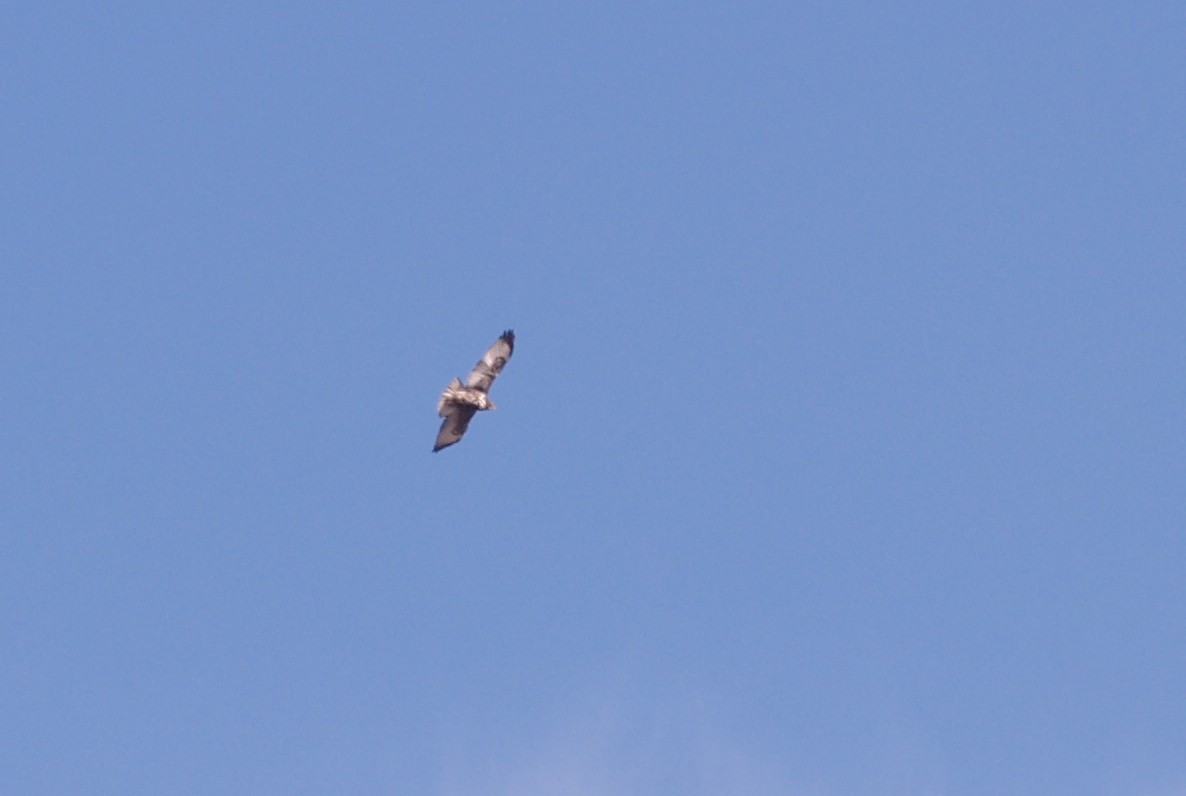 Red-tailed Hawk (Harlan's) - ML43270731