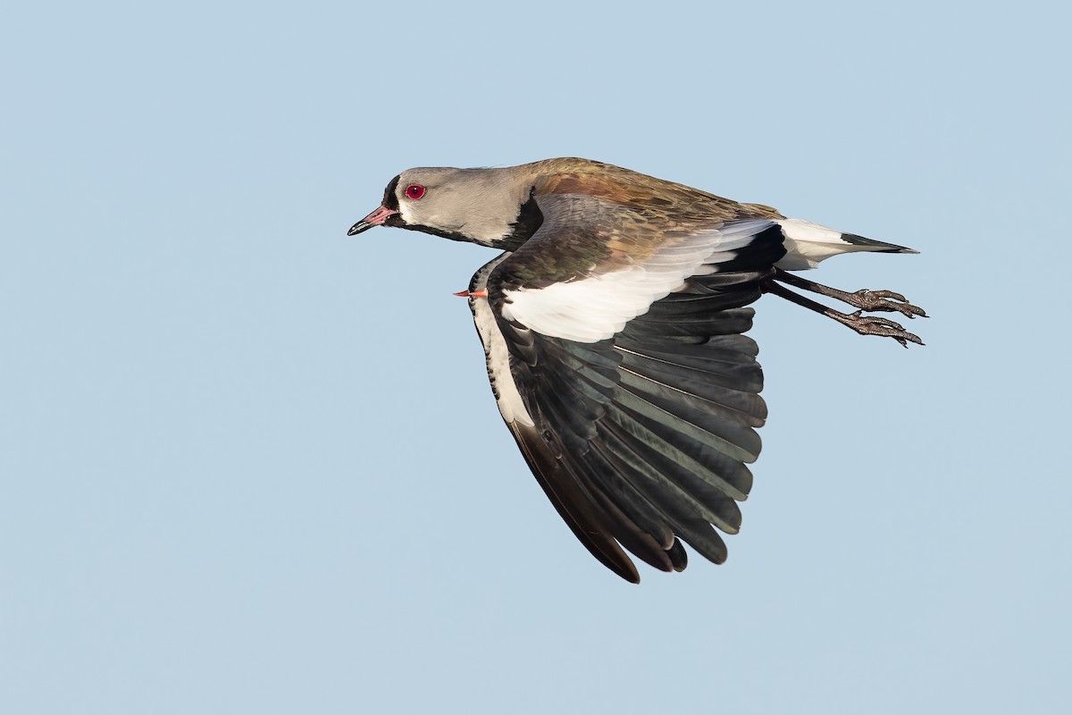 Southern Lapwing - Dorian Anderson