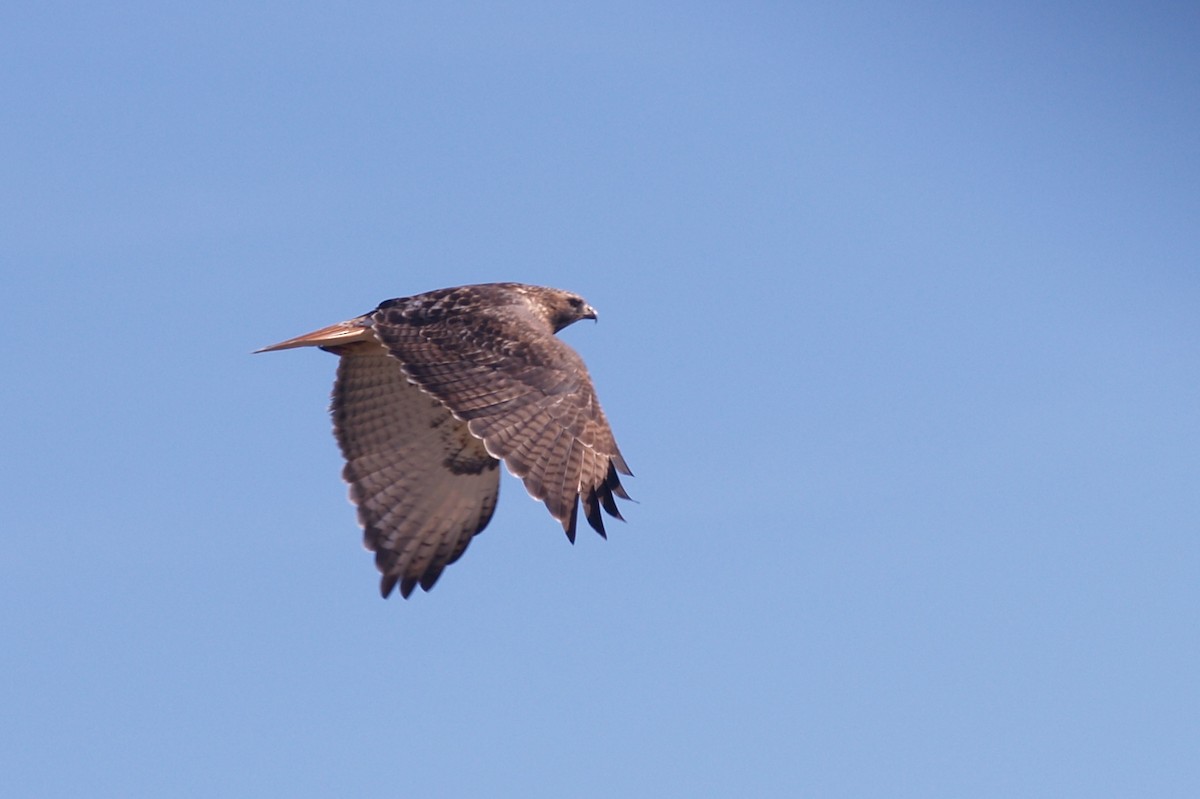 Red-tailed Hawk - ML43270861
