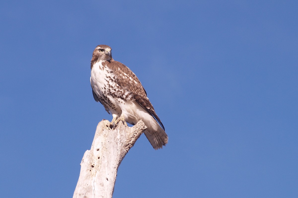 Red-tailed Hawk - ML43270911