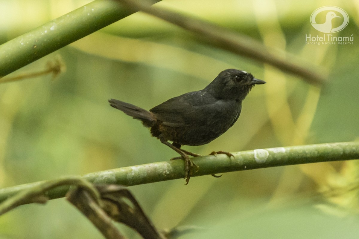 White-crowned Tapaculo - ML43271501