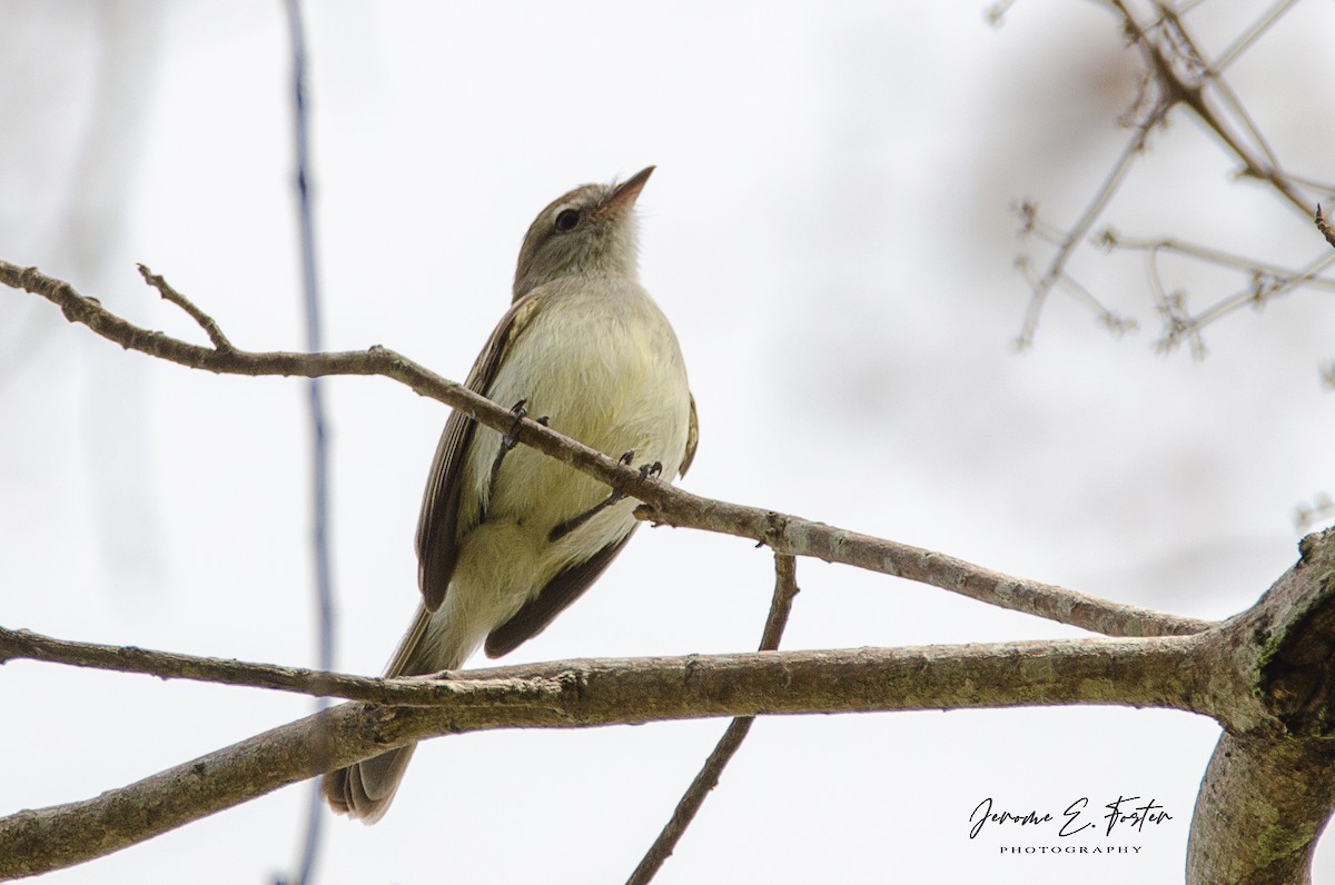 Mouse-colored Tyrannulet - ML432715071