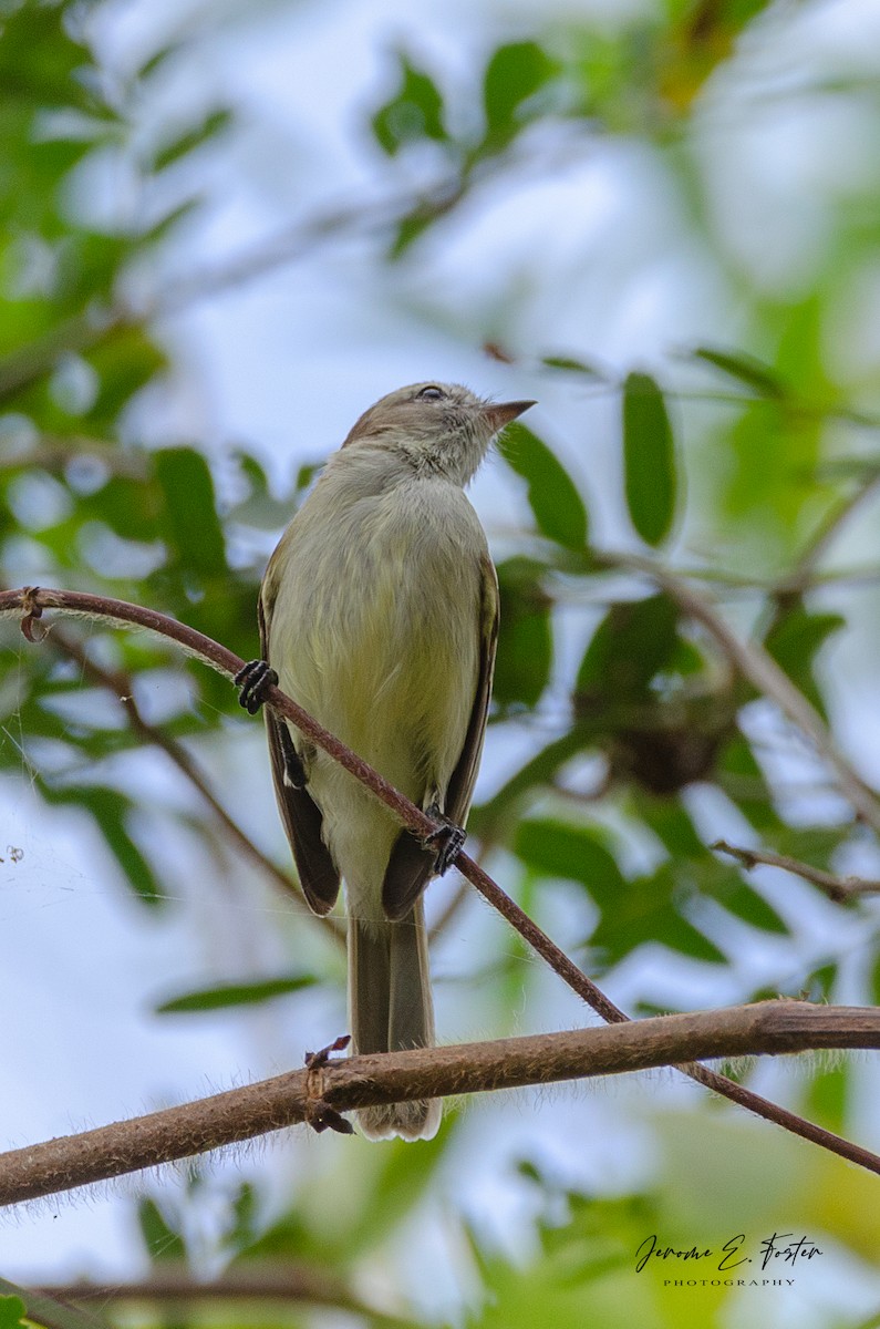 Mouse-colored Tyrannulet - ML432715521