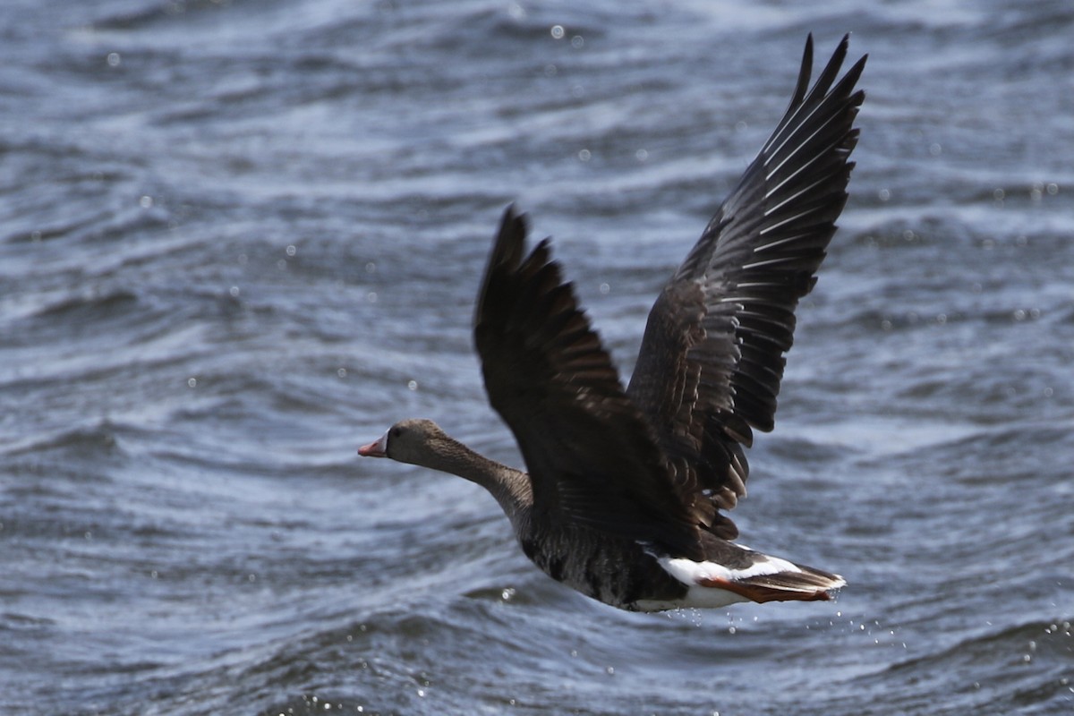 Greater White-fronted Goose - ML432725561