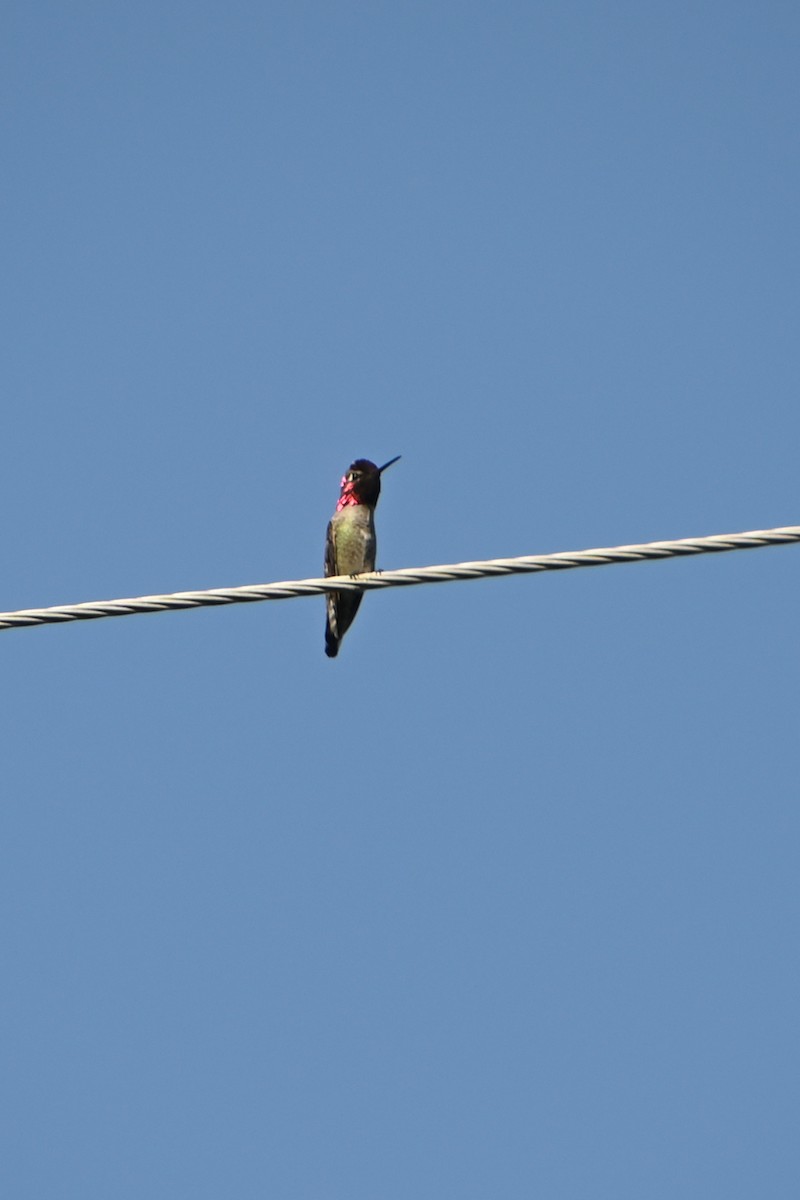 Anna's Hummingbird - ML432736761