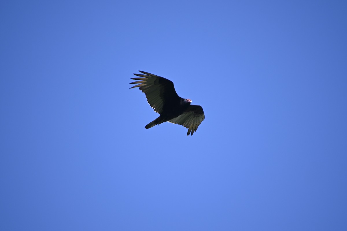 Turkey Vulture - ML432736941