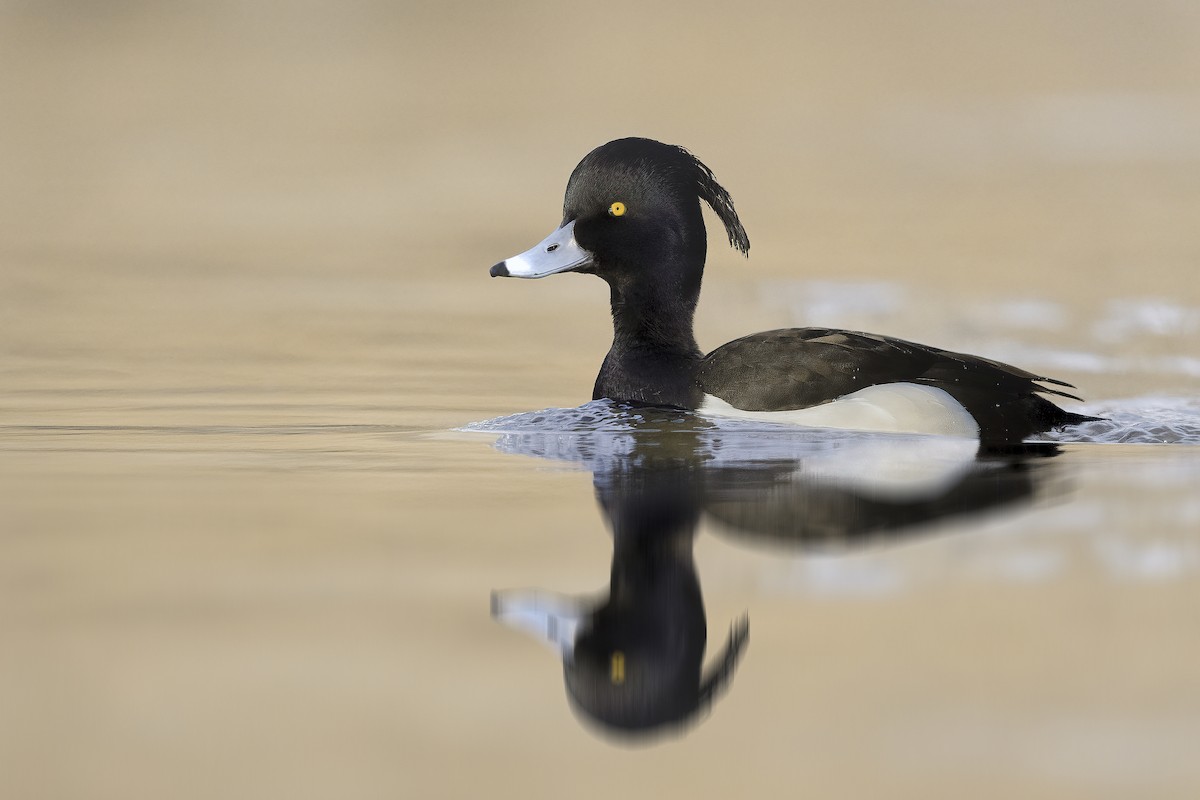 Tufted Duck - ML432743621