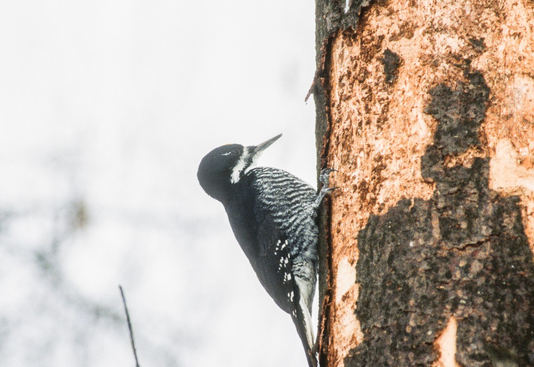 Black-backed Woodpecker - Scott Surner