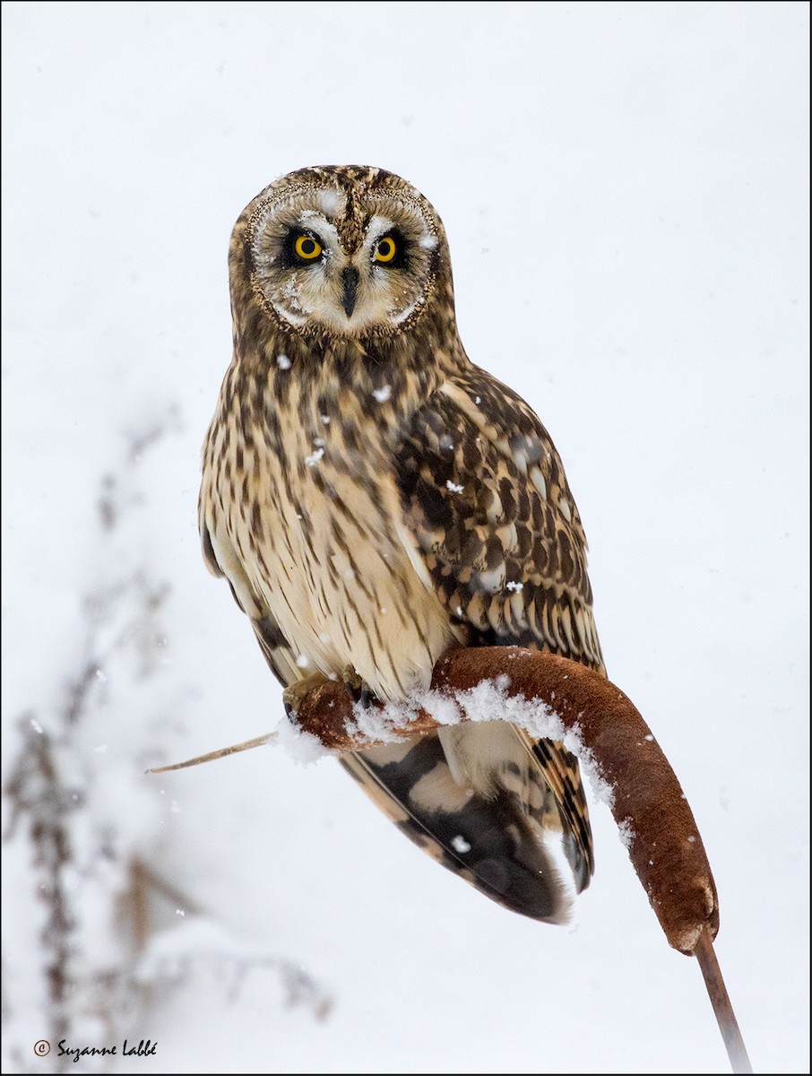 Short-eared Owl - ML43274721