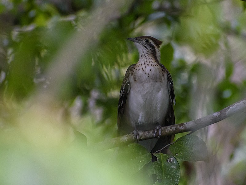 Pheasant Cuckoo - Maynor Ovando
