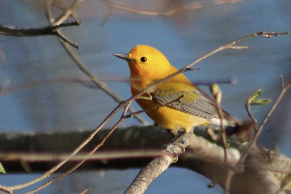 Prothonotary Warbler - ML432752361