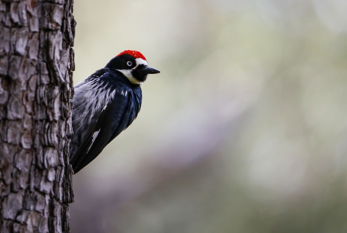 Acorn Woodpecker - cliff utech