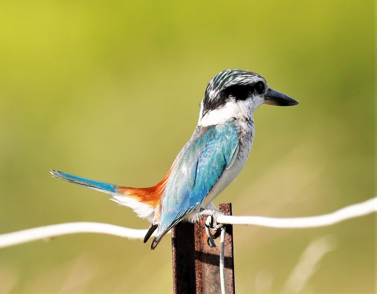 Red-backed Kingfisher - ML432760291