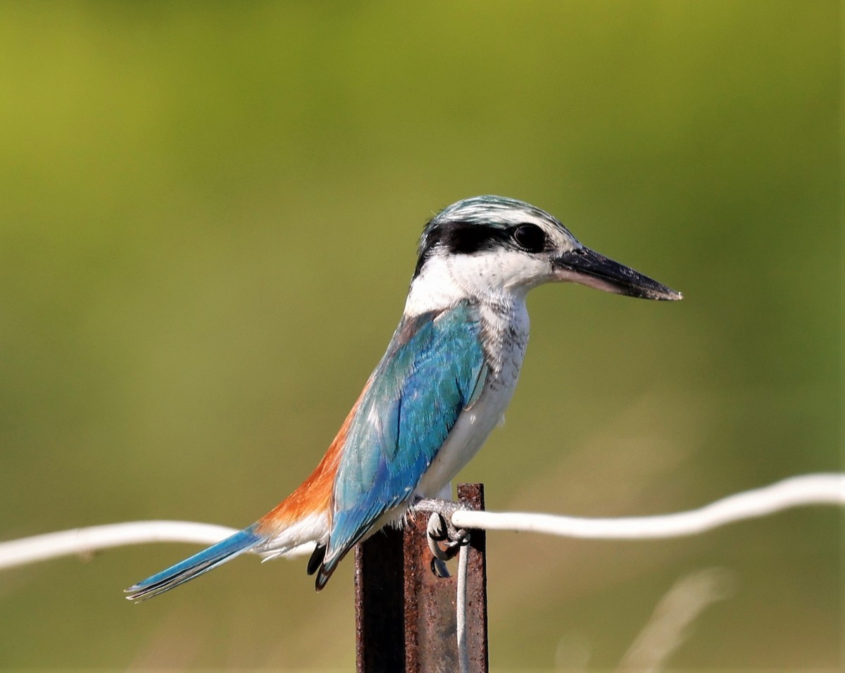 Red-backed Kingfisher - ML432760351