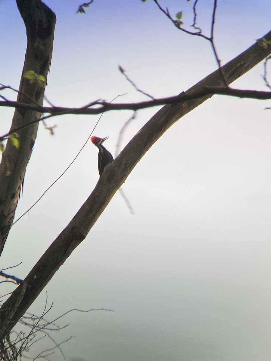 Pileated Woodpecker - ML432764251