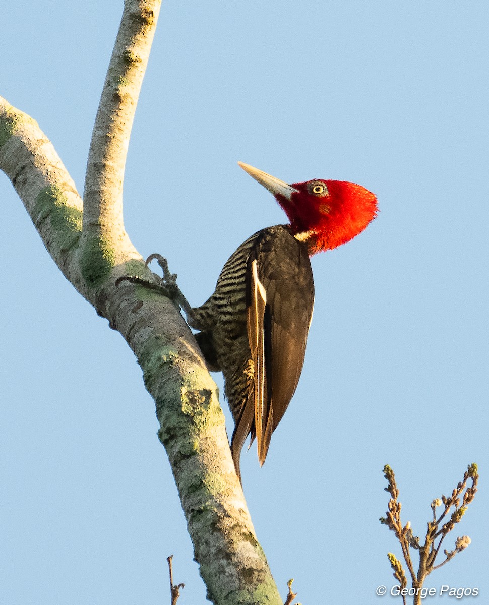 Pale-billed Woodpecker - ML432764271