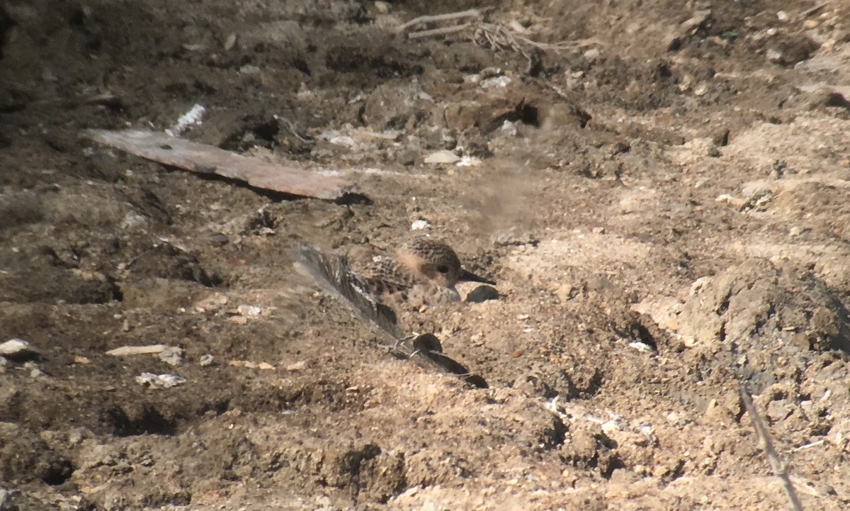 Buff-breasted Sandpiper - Dylan Thomas