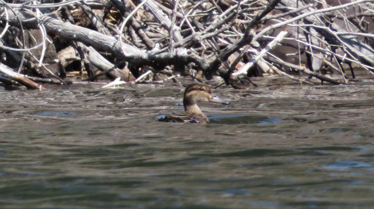 Green-winged Teal - ML432774421