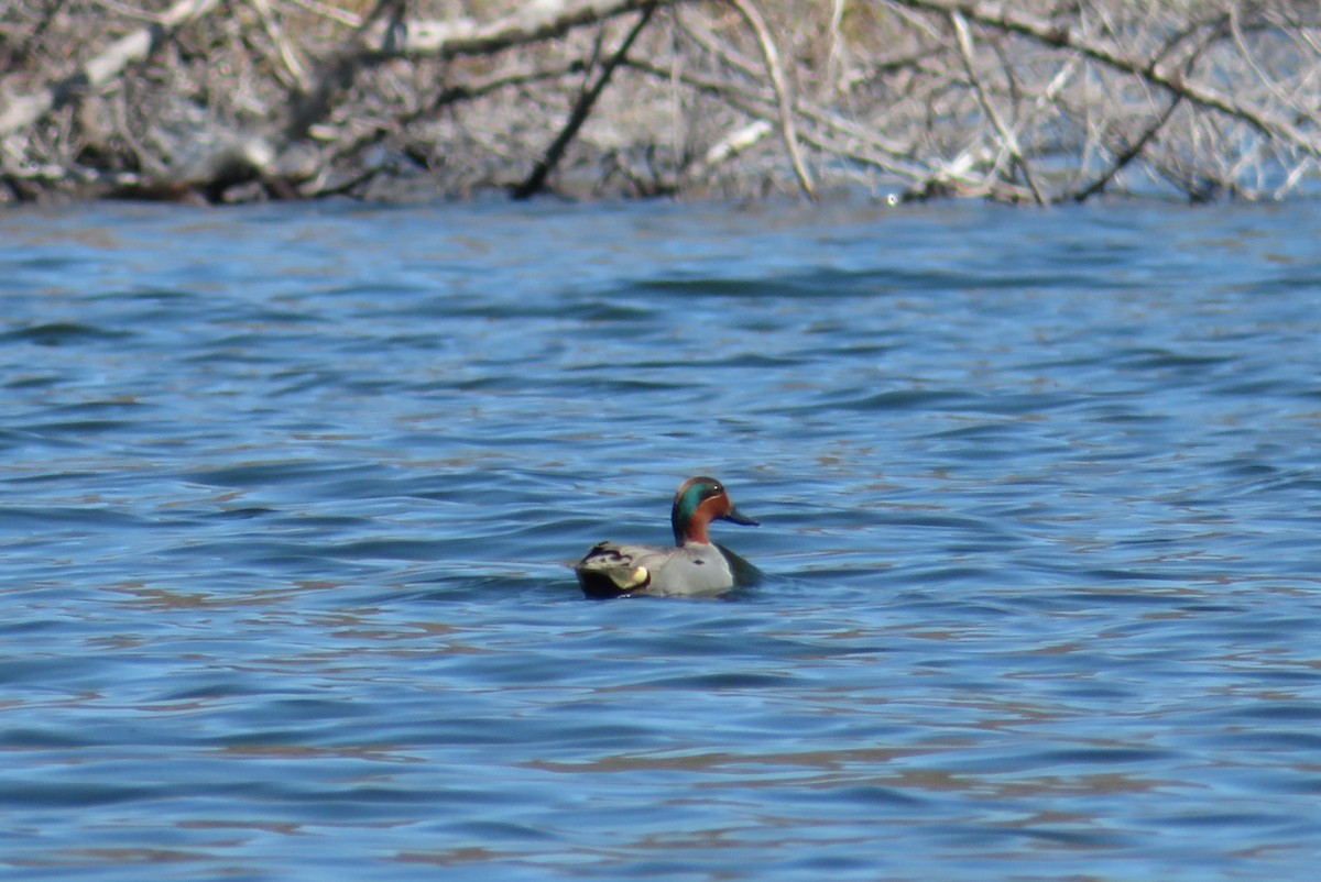 Green-winged Teal - ML432774441
