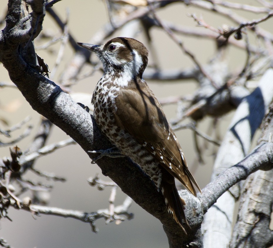 eBird Checklist - 6 Apr 2022 - Peppersauce Canyon - 47 species (+1 ...