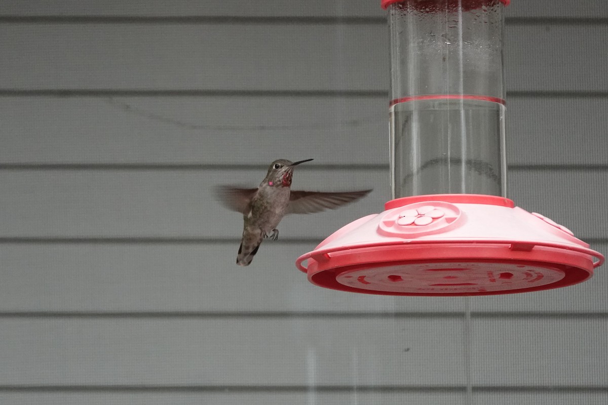 Anna's Hummingbird - ML432776711