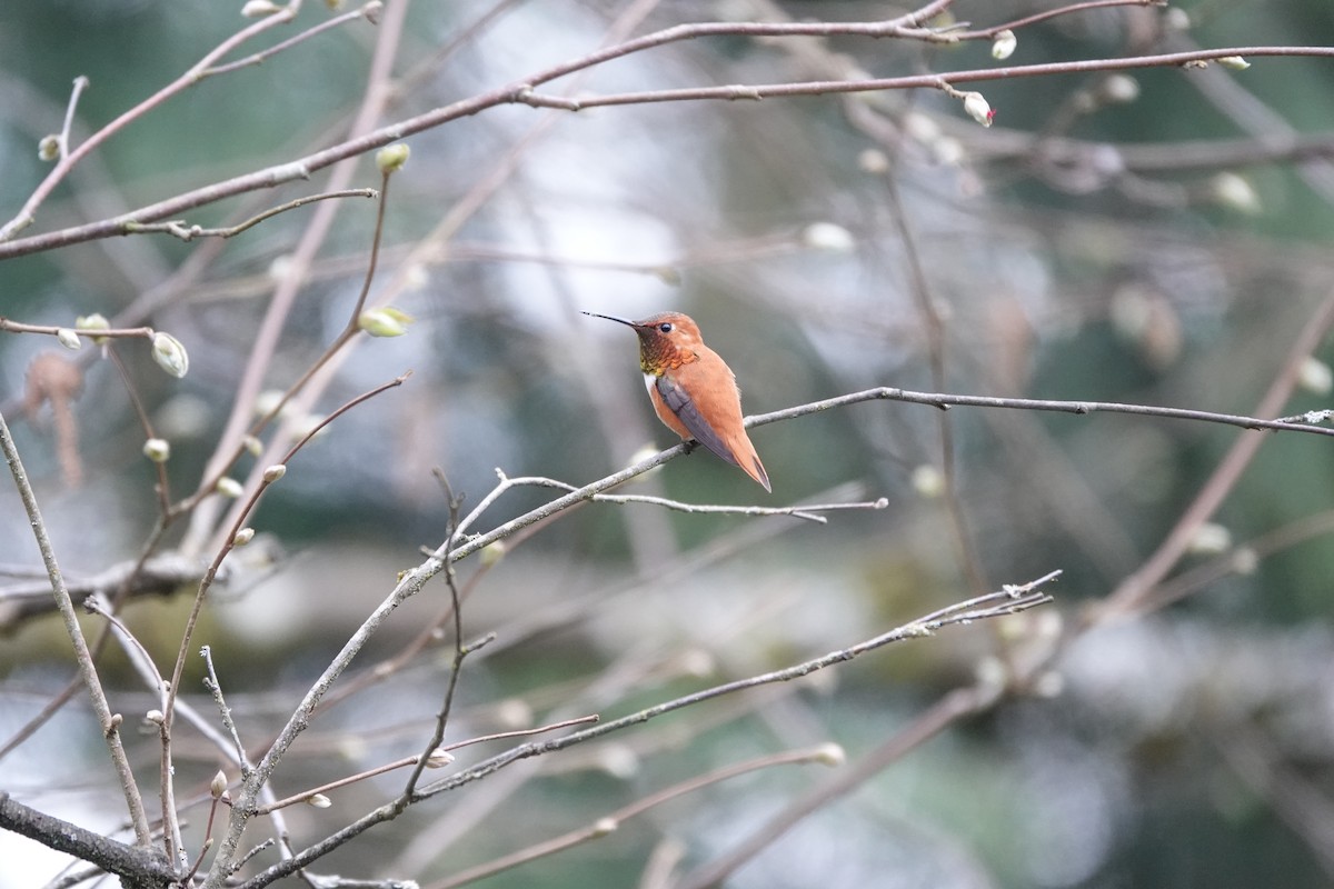 Rufous Hummingbird - ML432777151