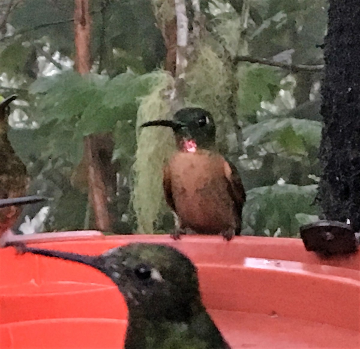 kolibřík hnědobřichý - ML43277731