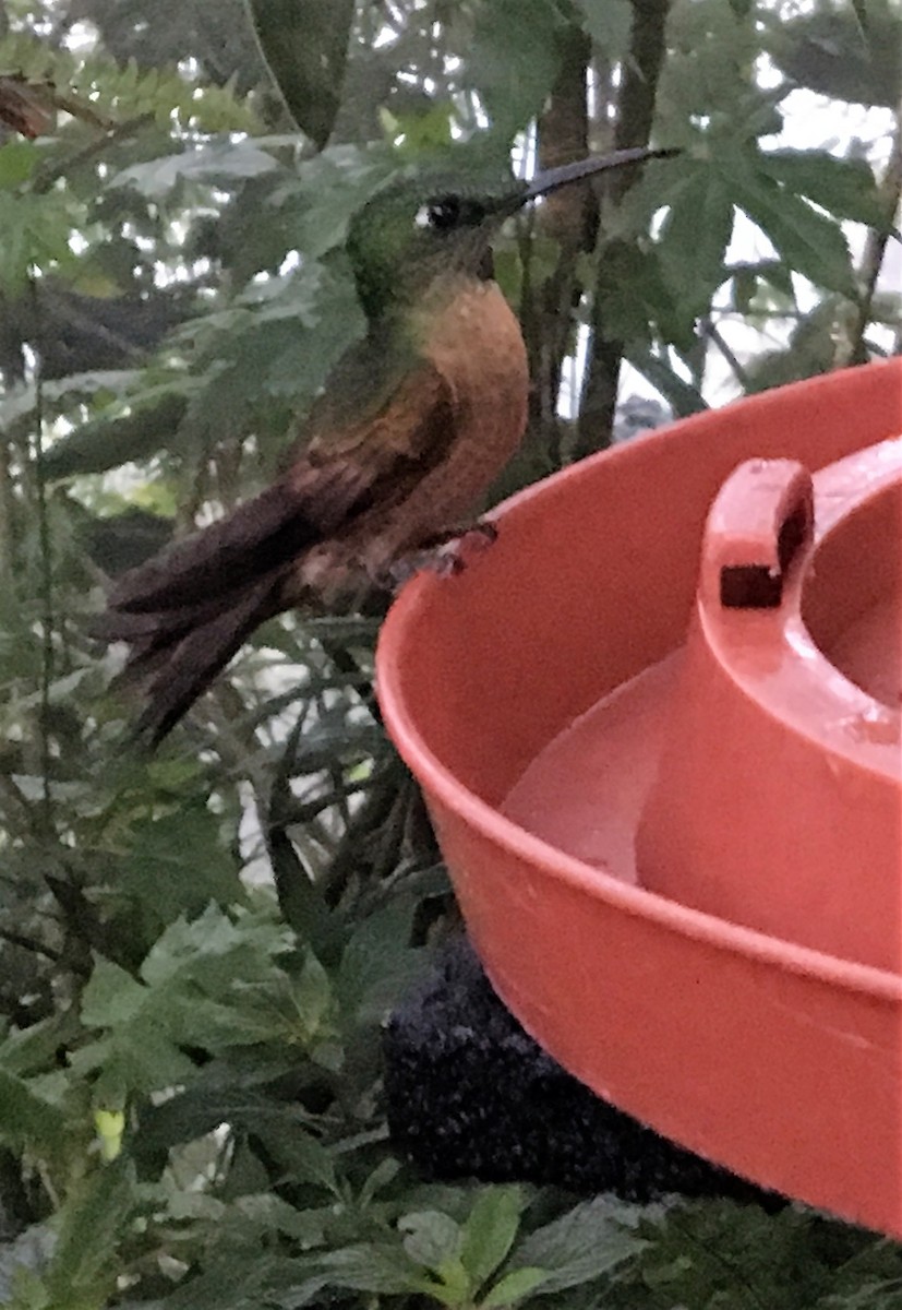 kolibřík hnědobřichý - ML43277741