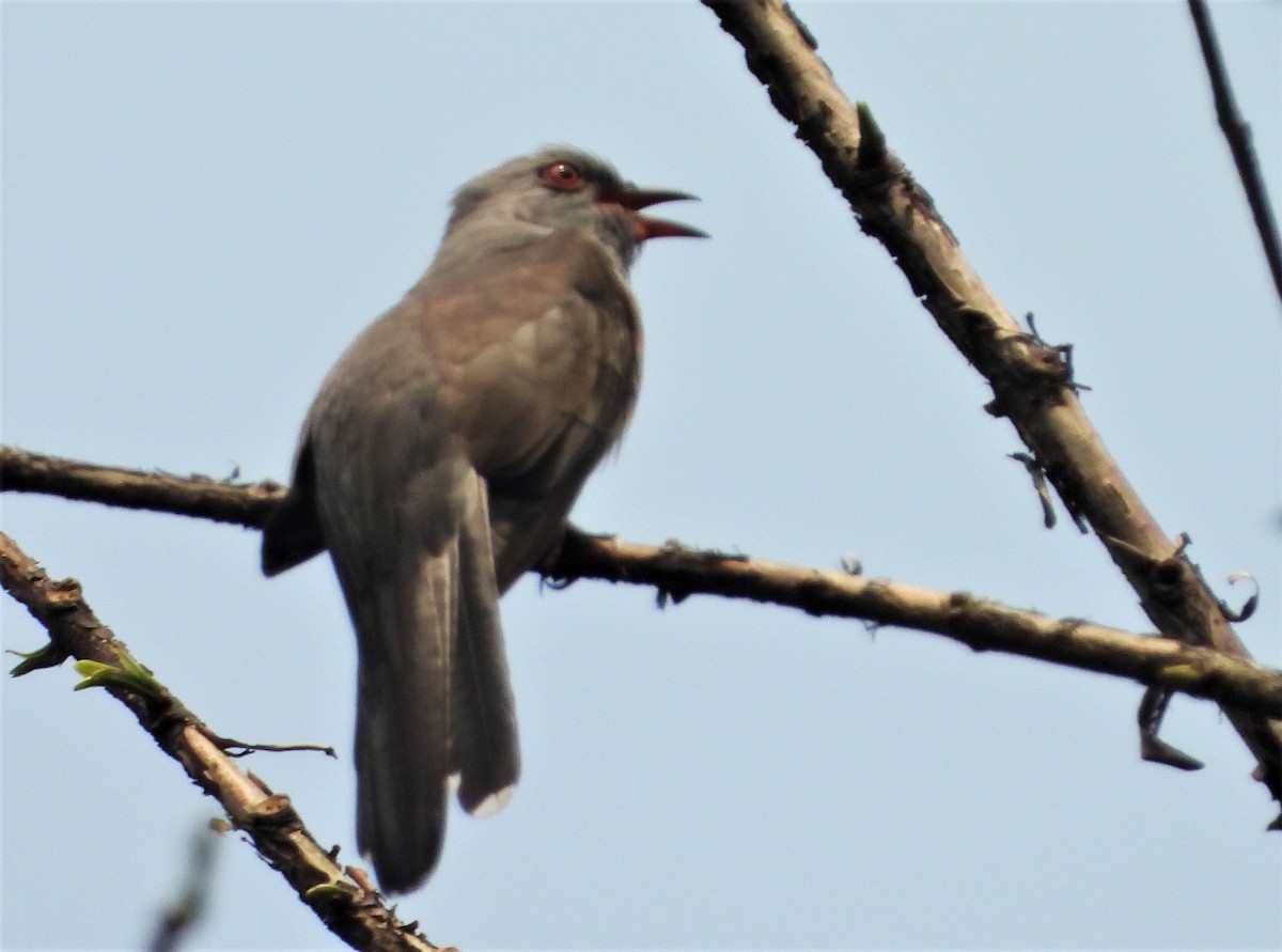 Plaintive Cuckoo - dhanapal kondasamy