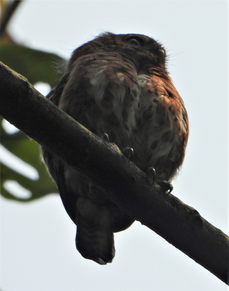 Collared Owlet - dhanapal kondasamy