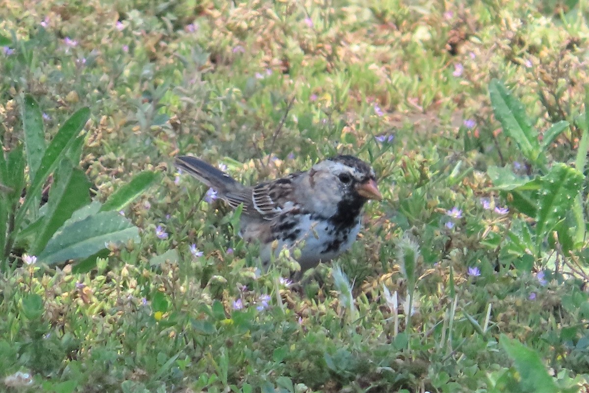 Harris's Sparrow - ML432783601