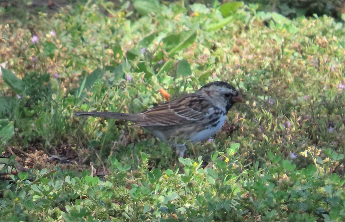 Harris's Sparrow - ML432783611