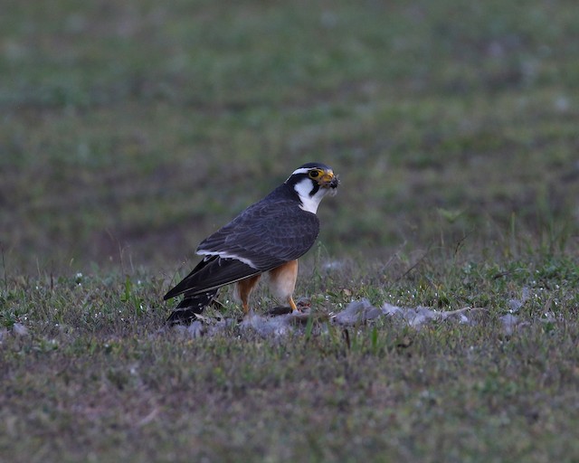 Aplomado Falcon at Crooked Tree Wildlife Sanctuary by Dave Beeke