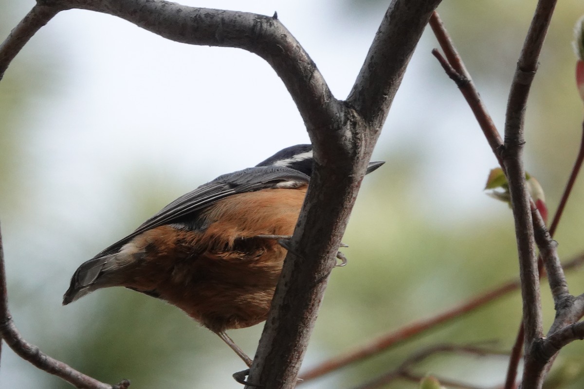 Red-breasted Nuthatch - ML432789921
