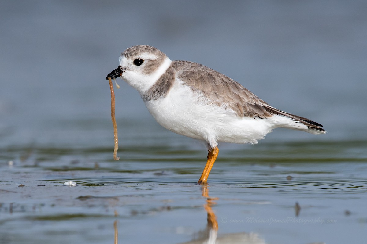 Piping Plover - Melissa James