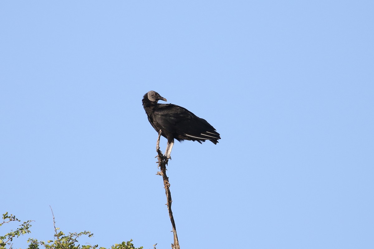 Black Vulture - ML432795871